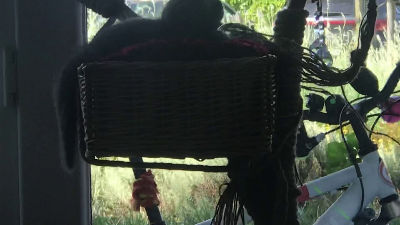 Kedi tırmanma ağacı 🤣🤣🐈 keditırmanmagacı scottishfold YouTube