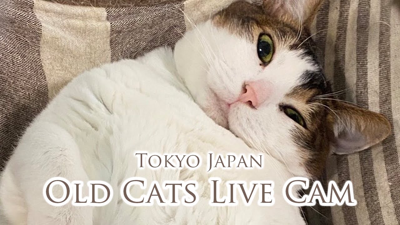 Old Cats Live Cam  - Tokyo Japan 🇯🇵