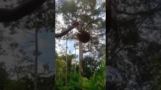 panen durian (jumbo) watulimo trenggalek