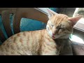 This Cat Is Winning the World Championship of Napping🏆😜❤#cat#cute#viralvideo#animals #trendingvideo 