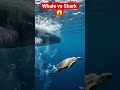 1 Second Late = Turtle Gone 😱Whale vs Shark 😱Turtle Rescue 🐢🔥