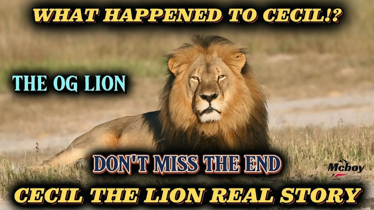 Cecil The Lion🦁Real OG Story🔥What Happened⁉️To Cecil🤔... 
