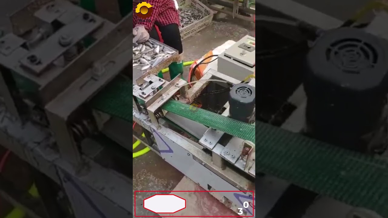 Máy làm sạch nội tạng, ruột cá tự động| Hotline 0936.686.030 | VinaIrato