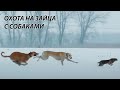 Охота на зайца с собаками (21 часть)