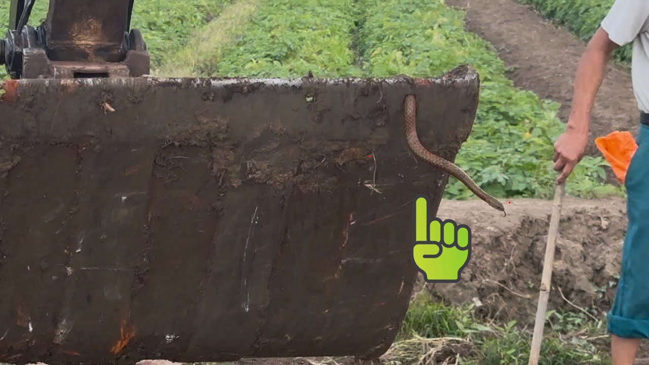 Selective clearing excavator 🚜Máy xúc dọn bụi rậm bảo vệ cây trồng #excavator #mayxuc #shorts 