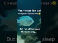 Do Fish Sleep with Eyes Open?🐠😴TheTruth Will ShockYou!#FishFacts#AnimalCuriosity #AshuCreations414