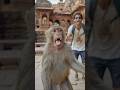 📱 Bandar Ne Tourist Ka Phone Chura Liya! #shorts