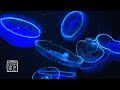 Meditation🙏and Spaceship💫Music 12 HRS with bioluminescent💨Jellyfish. Best enjoyed at lower volume.