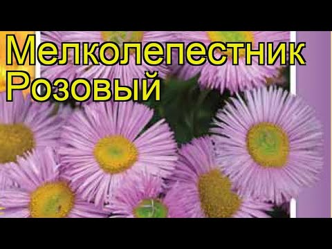 Вопрос: Как выглядит пенстемон Хидкот розовый?