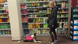 Download Lagu Marit Dijkstra kan eindelijk beginnen met hulphondentraining: ”Ik kin it eins net útdrukke” MP3