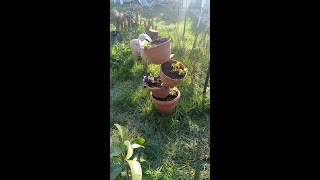 Bağ Bahçe İşleri ( Çimleri Biçtik ve Ağaçların Altını Belledik)