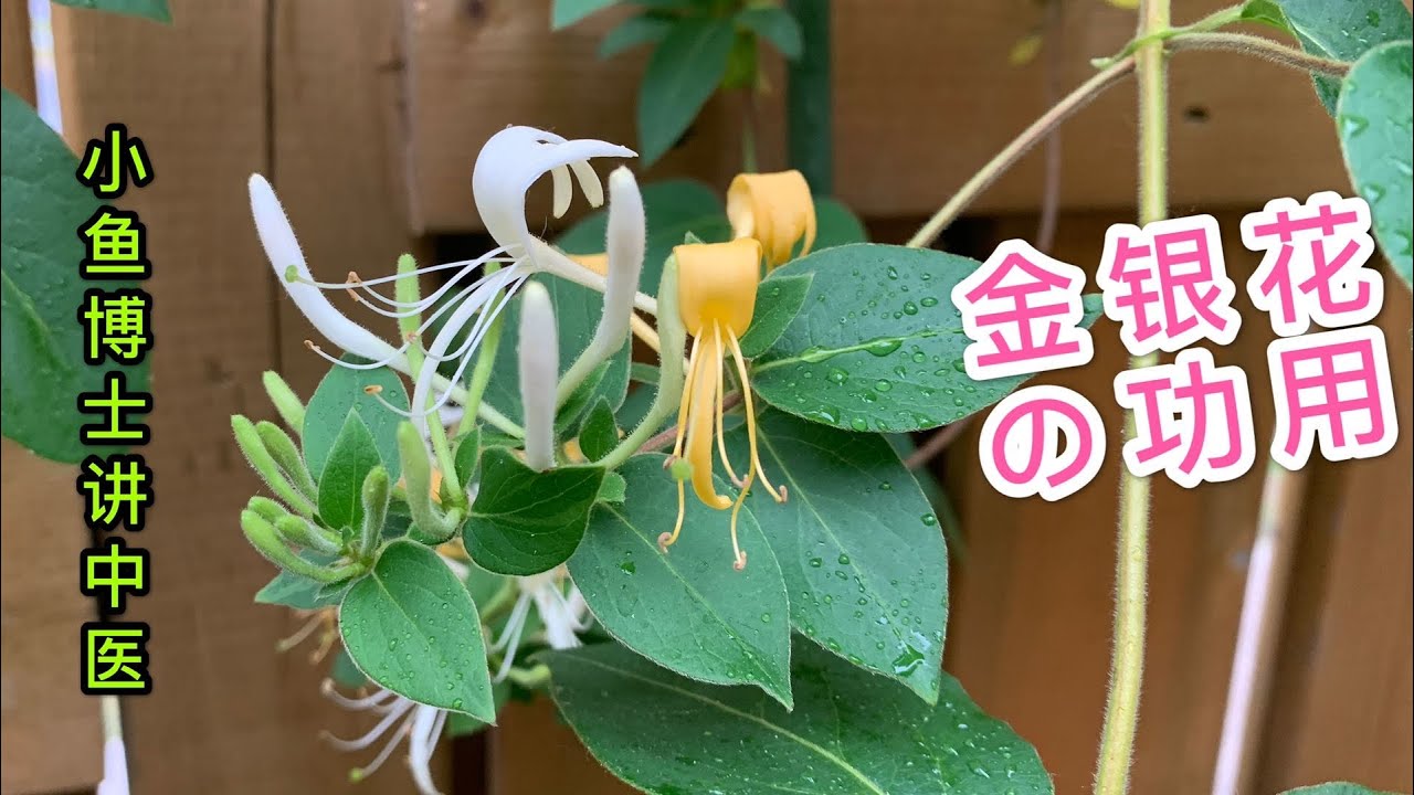 61. 金银花：药中上品，香气浓郁，好处多多