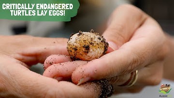 Critically Endangered Turtles Lay Eggs for the First Time!