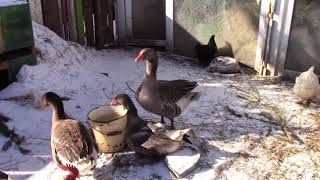 Гуси. Брачный период. Спаривание. Драка гуся и мускусных селезней. Гуси. Брачный период. Спаривание. Драка гуся и мускусных селезней.