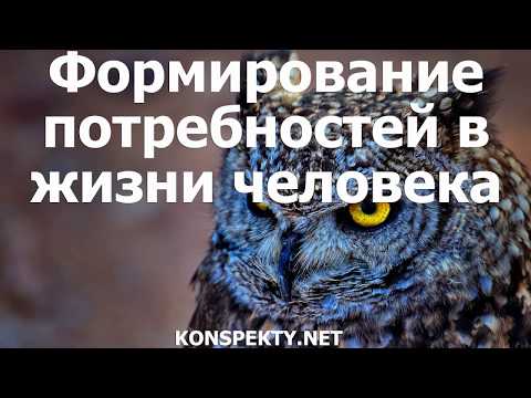 Какие факторы влияют на формирование потребностей в жизни человека?