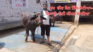 2 may 2024 PH 98555 01706 ਸੁਖ ਵੀਰ ਕੋਲ ਤਿੰਨ ਝੋਟੀਆ ਵਿਕਾਊ #viralvideo