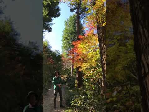 vol.31 モミジ類のご紹介（紅葉の仕組み） - YouTube