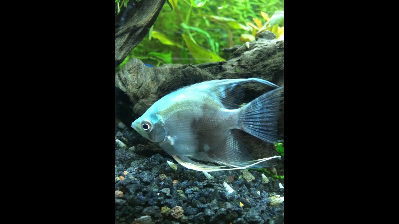 Beautiful Freshwater Angelfish - YouTube