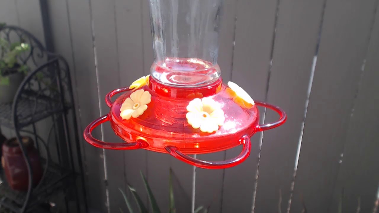 video phone beyonce mp3 Bella Hummingbird Nest Cam 08-23-2018 10:19:15 - 11:19:15