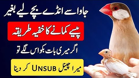 Java Finch Business Tips 2024 | Start Profitable Birds Business in 2024 | Mini Zoo