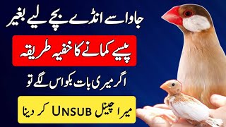 Java Finch Business Tips 2024 | Start Profitable Birds Business in 2024 | Mini Zoo