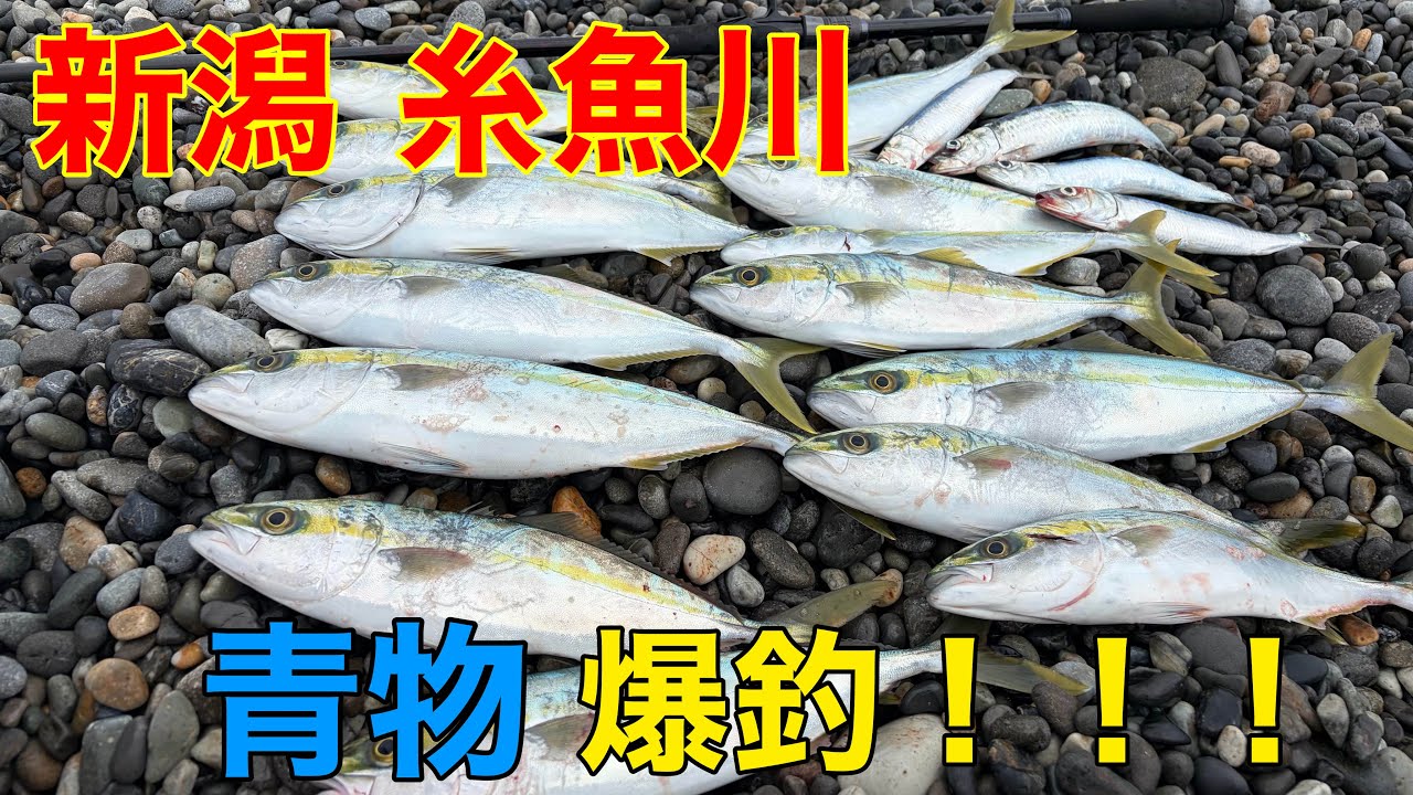 新潟 糸魚川 荒れた日本海は食材の宝庫でした 2026.02下旬