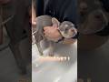 処置から治療まで頑張るフレンチブルドッグ
