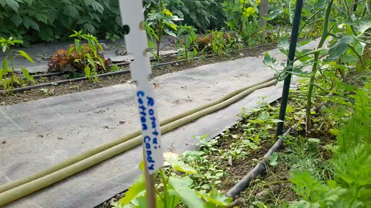 Super soiurile de struguri de masa cultivati in acest an