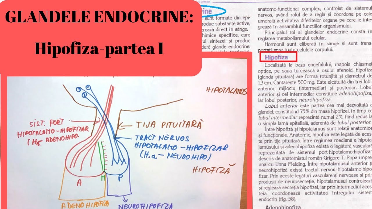 ADMITERE MEDICINA: GLANDELE ENDOCRINE 1: Hipofiza- partea I