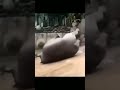 مقطع مضحك ل حيوان الكركدن وحيد القرن 