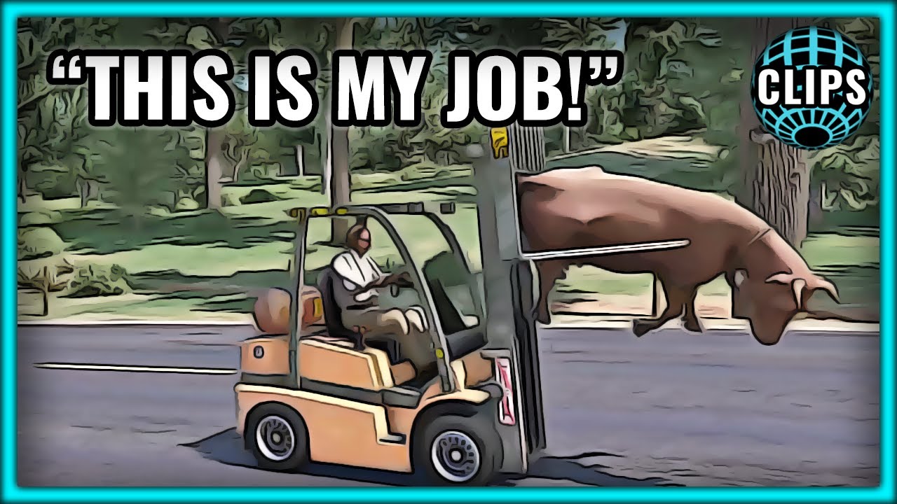 JAMES RANDAL COWS, CHUCK DANGER & A FORKLIFT!