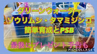 ふじやんメダカ　グリーンウォーター・ゾウリムシ・タマミジンコ簡単育成方法とPSB