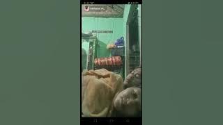 halu selimutnya gerak gerak
