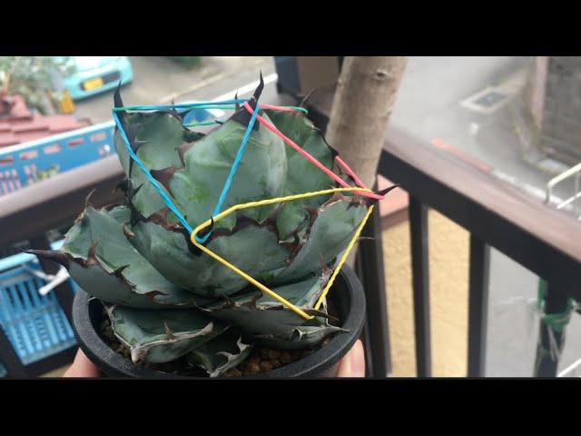 Removing the Agave Headgear/Expander after 1 Year #AgaveExperiment