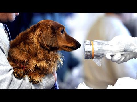 فيديو: لم شمل الكلب الذي تقطعت به السبل نتيجة تسونامي مع مالكه في اليابان (فيديو)