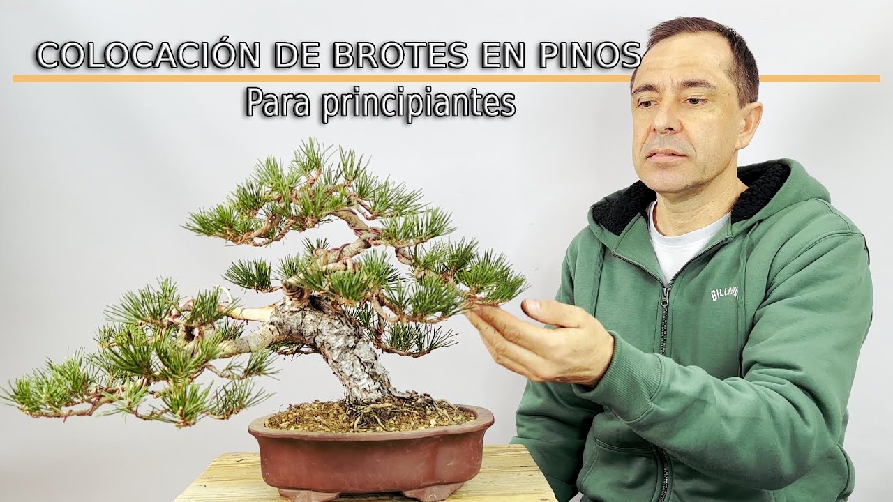 Colocacion de brotes en pinos para principiantes