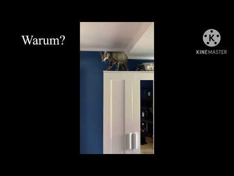 Ich verstehe nicht warum sie sowas tun
