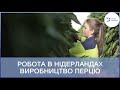 Робота в Нідерландах, місто Штенберґ на виробництві перцю