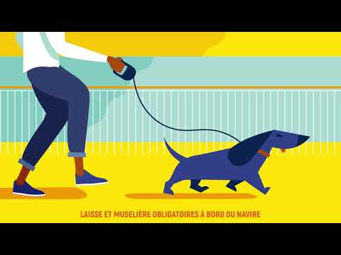 Vidéo: Pet Airways Embarque Pour Son Premier Pont Aérien De Sauvetage D'animaux De Compagnie