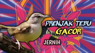 Masteran Prenjak Tebu Gacor Jernih || Ciblek Tebu