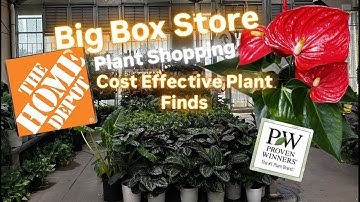 Big Box Store Plant Shopping at Home Depot  Budget Friendly Houseplant Finds Proven Winners Leafjoy