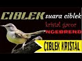 Suara Burung Ciblek Kristal Gacor Ngebren Semua Ciblek Lewaaat Mp3 - Mp4 Download