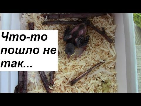 Видео: Может ли птенец малиновки выжить самостоятельно?