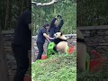 The Rope Snaps The Panda Falls Huffing It Lunges At The Keeper In A Huff Panda Cute