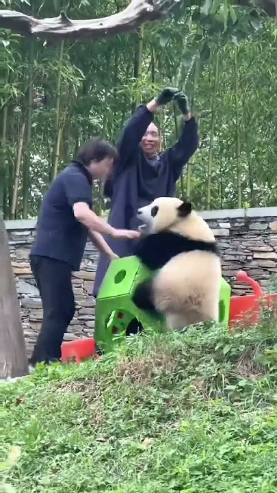 The rope snaps, the panda falls, huffing, it lunges at the keeper in a huff #panda #cute