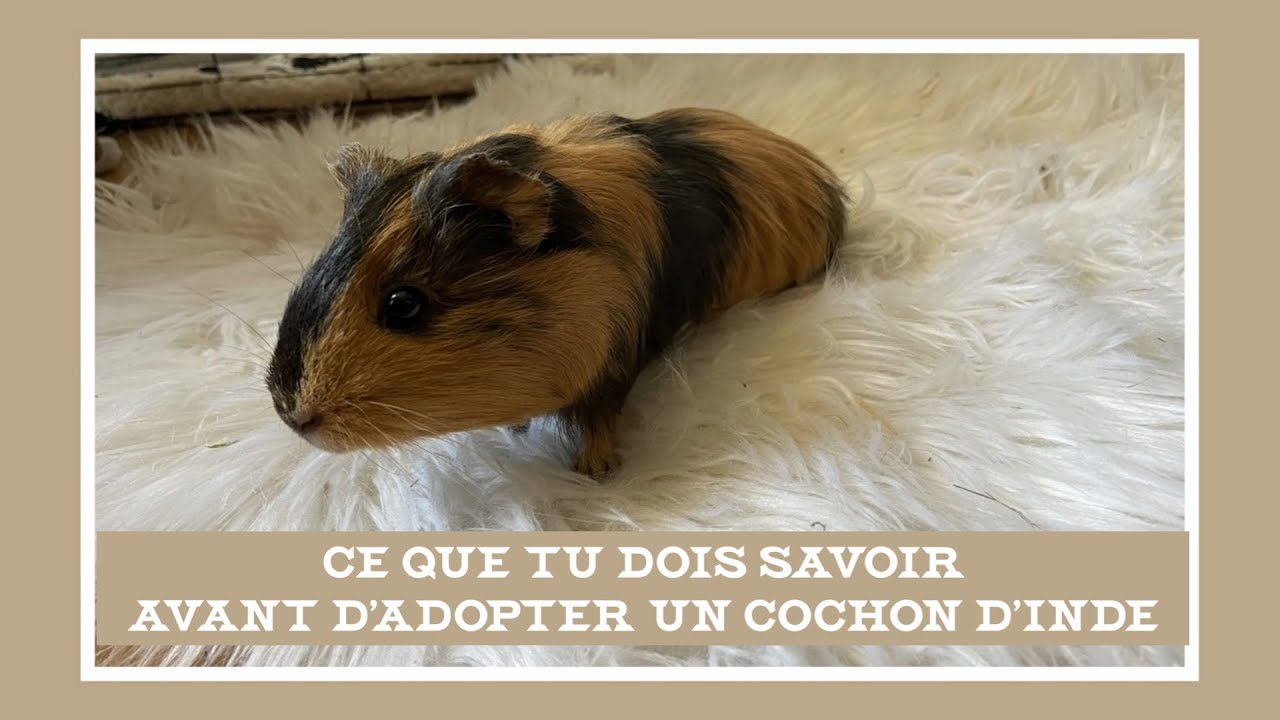 TOUT CE QUE TU DOIS SAVOIR AVANT D'ADOPTER UN COCHON D'INDE