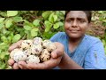 காடை முட்டை வேட்டை|Quail Eggs Hunting and Cooking|முட்டை கிரேவி|Small Boy Suppu|Village Food Safari