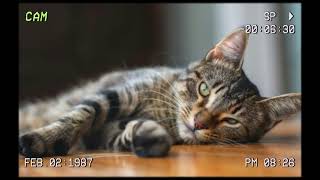 classical music for studying - Slow Harmonic