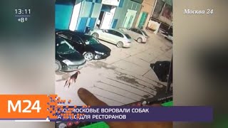 В Подмосковье воровали собак на мясо для ресторанов - Москва 24 В Подмосковье воровали собак на мясо для ресторанов - Москва 24