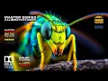 DOLBY VISION 60fps "Master Series Infinite Contrast Demo" for TVs 4KHDR 2K - 4K- 10K Nits (Download)